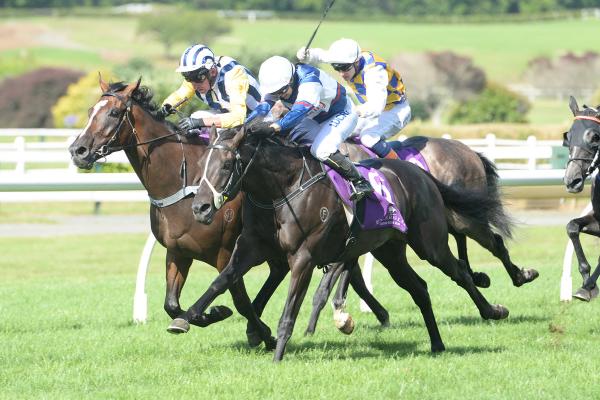 WHAT'S THE STORY - AUCKLAND 20-2-2016 