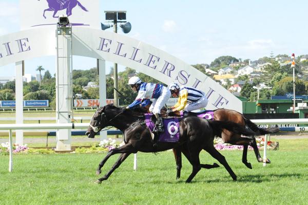 WHAT'S THE STORY - AUCKLAND 20-2-2016